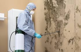 Mold Odor Removal Services in Hallandale Beach, FL